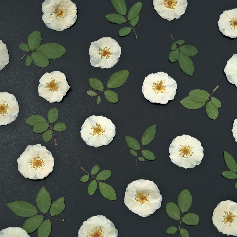 6pcs,9pcs,Nature White Rose Pr - огляд і ціна Dried Flower Bulk