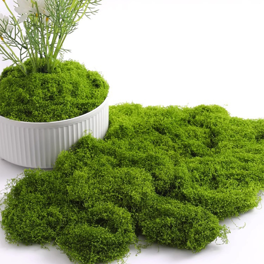 20/40/100g Eternal Life Moss D - огляд і ціна Terrarium Moss Art
