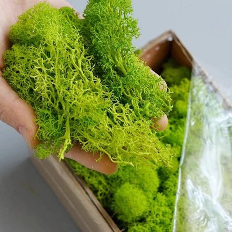 20/40/100g Eternal Life Moss D - огляд і ціна Terrarium Moss Art