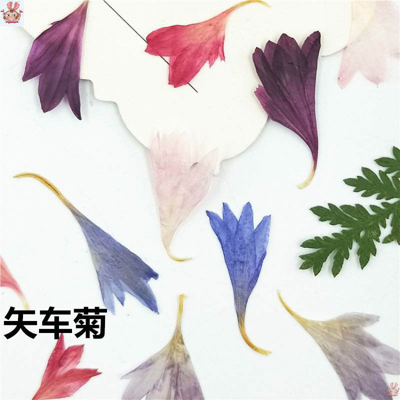 20 Plant Specimens, Cornflower - огляд і ціна Resin Jewelry Kit